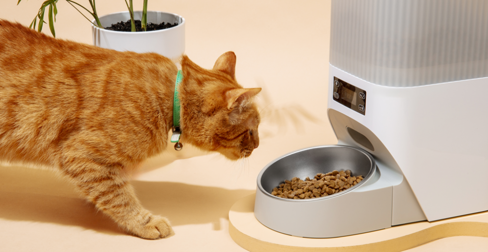 Какой корм выбрать для кошки в Москве