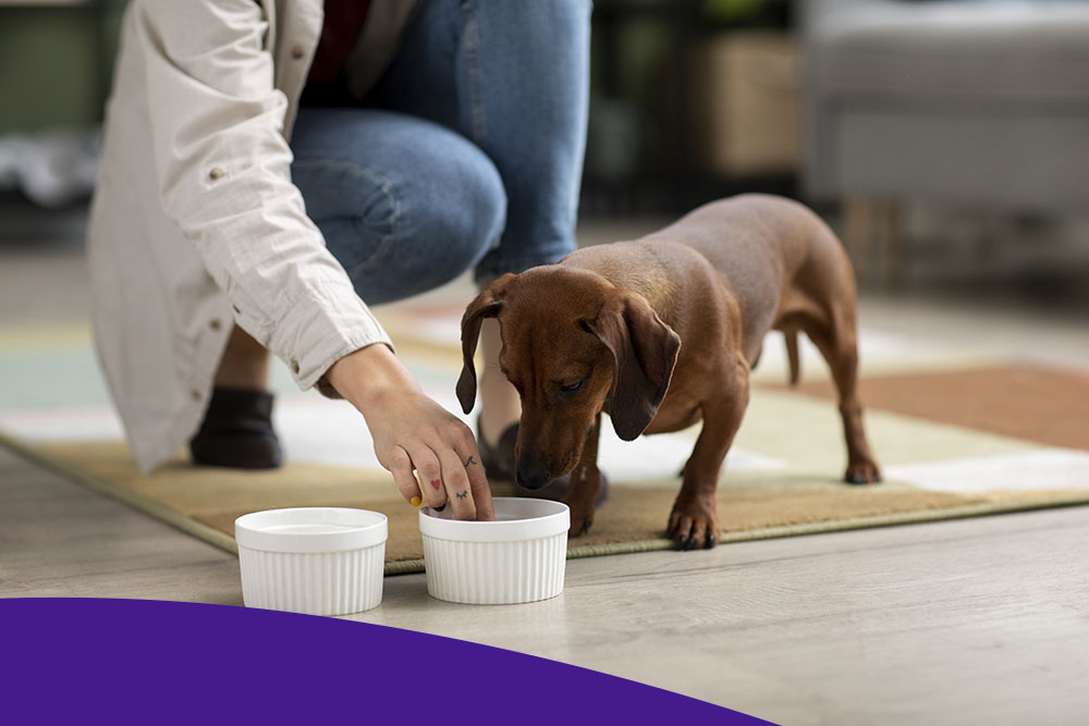 Корма для животных в Москве