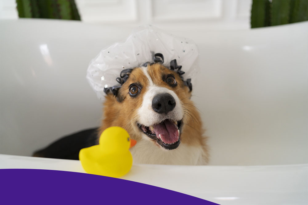 Средства ухода за животными в Москве